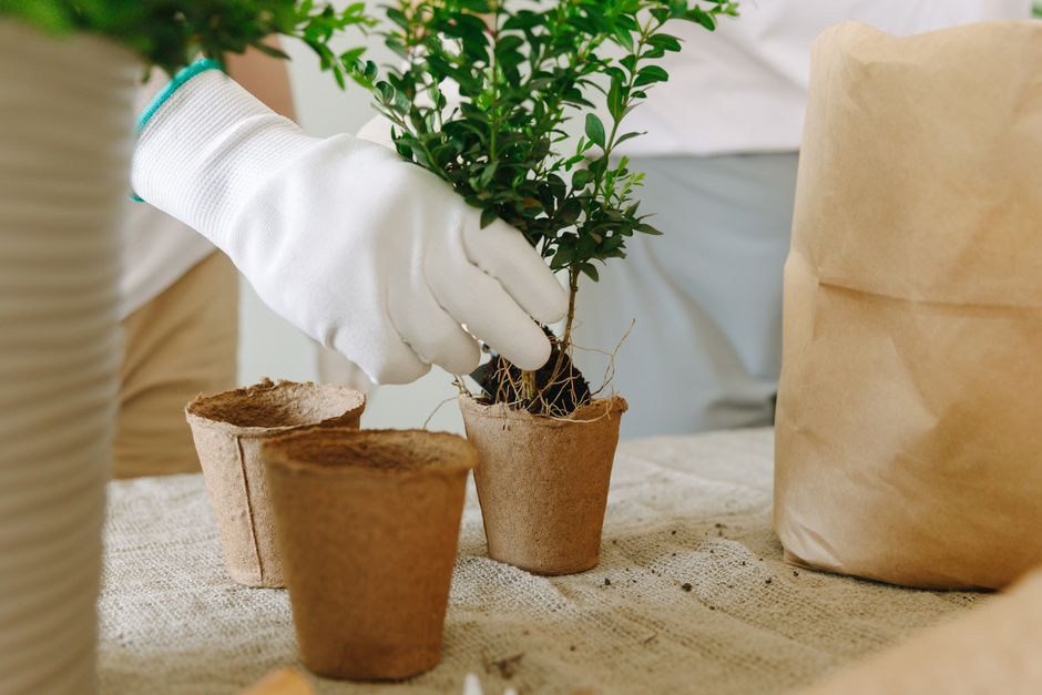 A gardener wearing a white glove is carefully planting a small green shrub into a biodegradable terracotta pot filled with soil. Two other similar empty pots are placed nearby on a light-colored cloth surface, with a larger paper bag or sack positioned on the right side of the image. The background is softly blurred, suggesting an indoor or sheltered gardening space, and highlights the textures of soil, plant foliage, and the natural, earthy tones of the pots and bag. The scene reflects meticulous garden maintenance work, such as planting or preparing garden plants for outdoor placement, aligning with themes of lawn care, hedge trimming, and general garden layout organization, as emphasized in the context of Brent council garden waste rules.