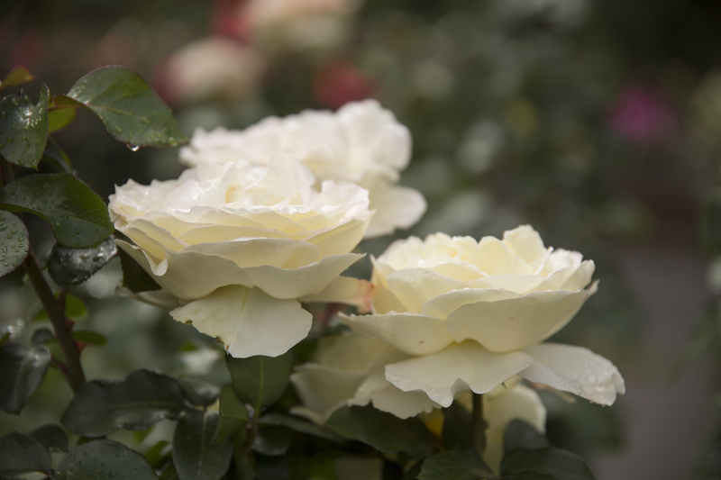 Garden outdoor space